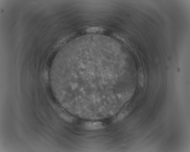 X0000081310375200702012340