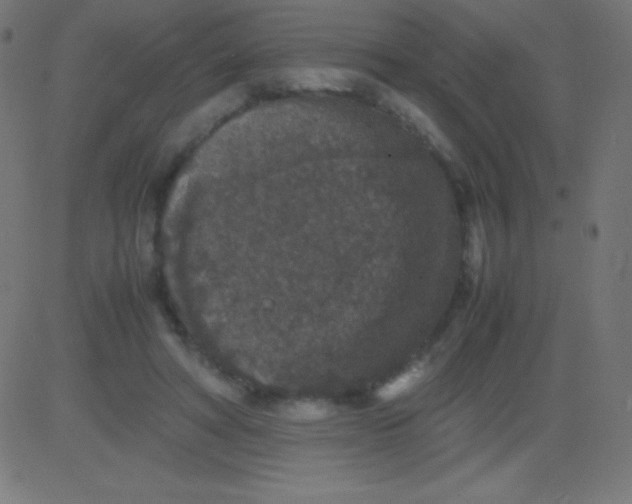 X0000081310402200702012339