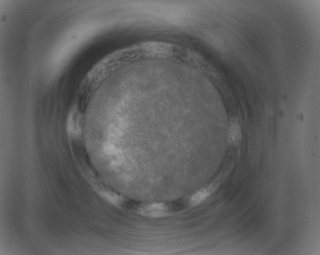 X0000081310431200702012339