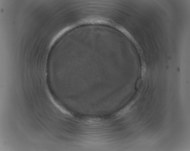 X0000081310438200702012338