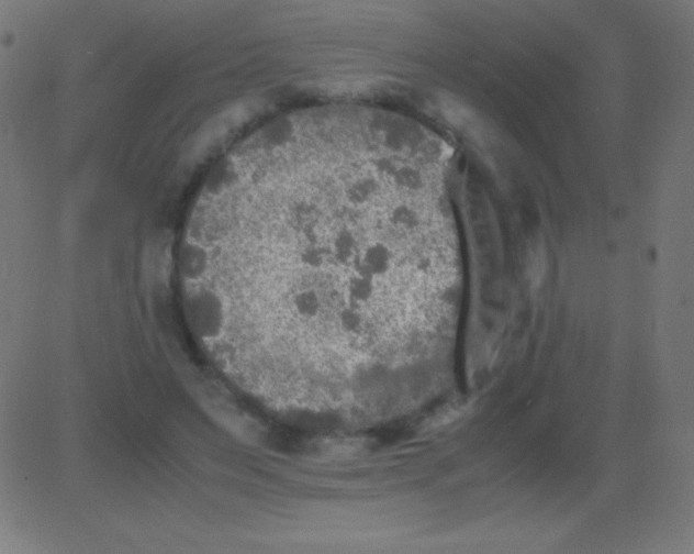 X0000081310495200702012338