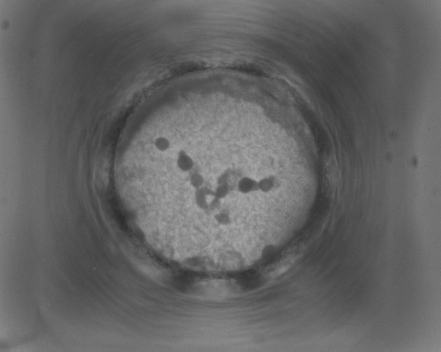 X0000081310499200702012338