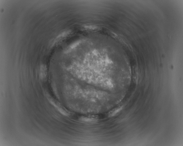 X0000081310563200702012337