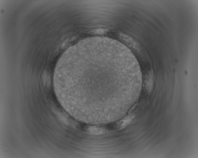 X0000081310568200702012337