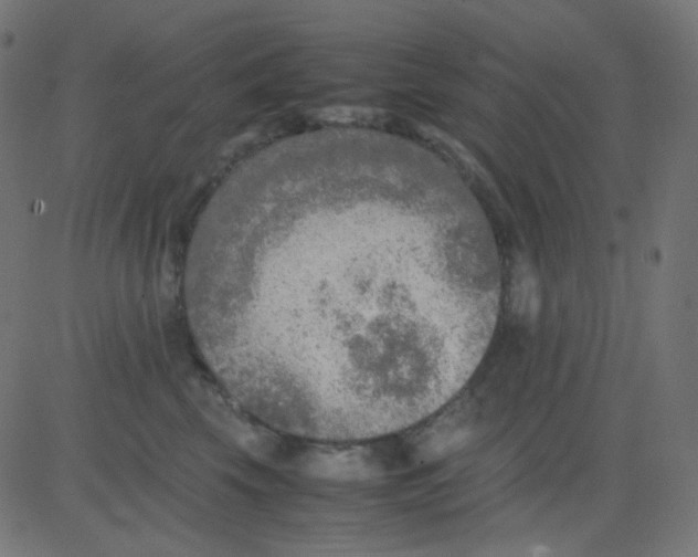 X0000081310569200702012337