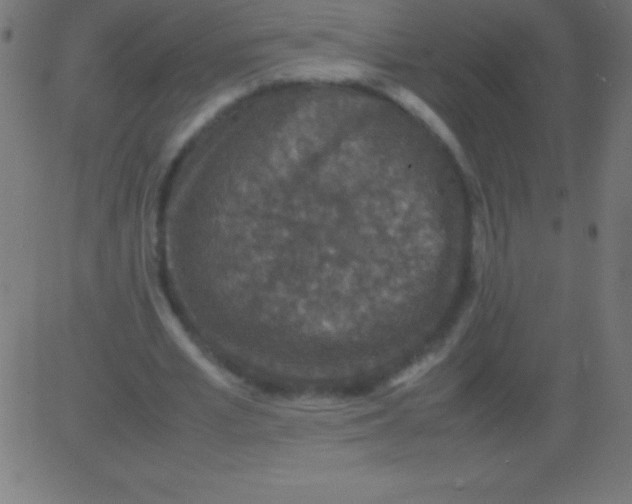 X0000081310581200702012336