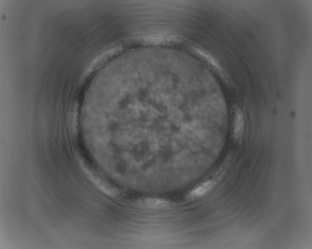 X0000081310590200702012336