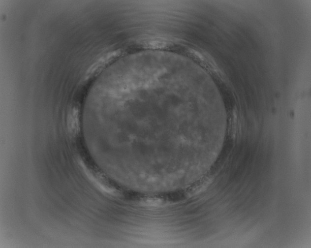 X0000081310598200702012336