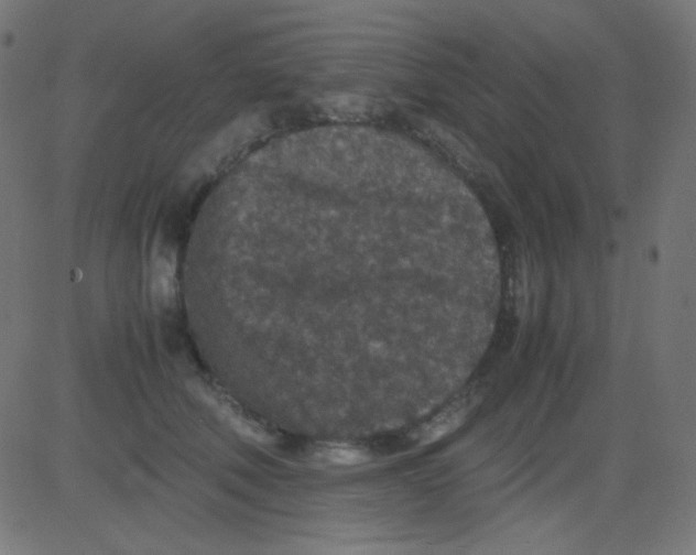 X0000081310610200702012336