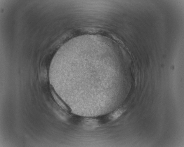 X0000081310617200702012336