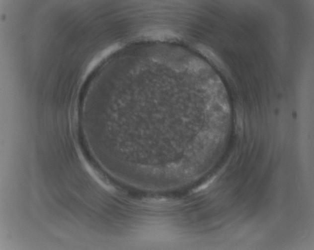 X0000081310630200702012335