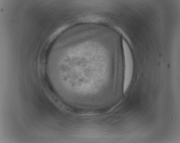 X0000081310675200702012335