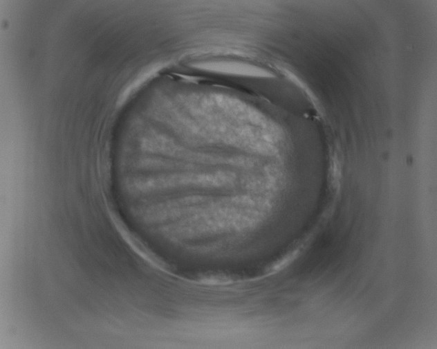 X0000081310677200702012335