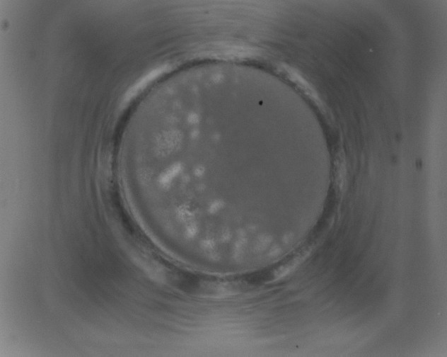 X0000081310679200702012335