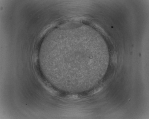 X0000081310687200702012335