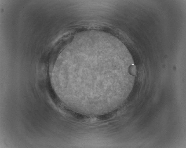 X0000081310695200702012335