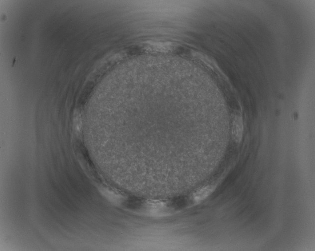 X0000081310701200702012334