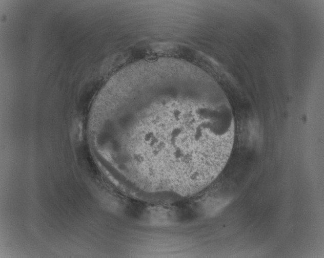 X0000081310703200702012334