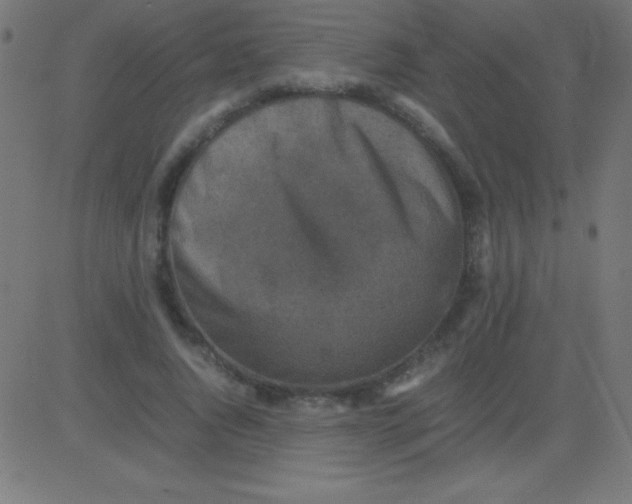 X0000081310736200702012334