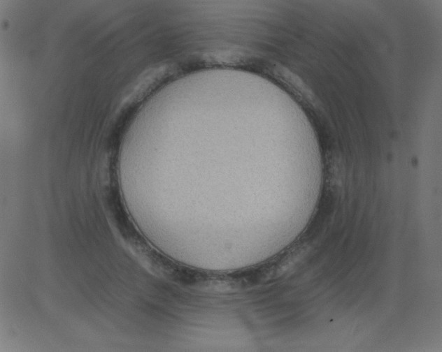 X0000081310738200702012334