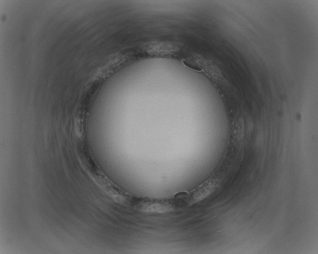 X0000081310755200702012334