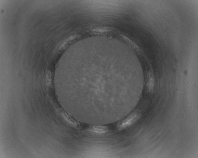 X0000081310758200702012334