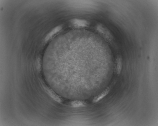 X0000081310762200702012334