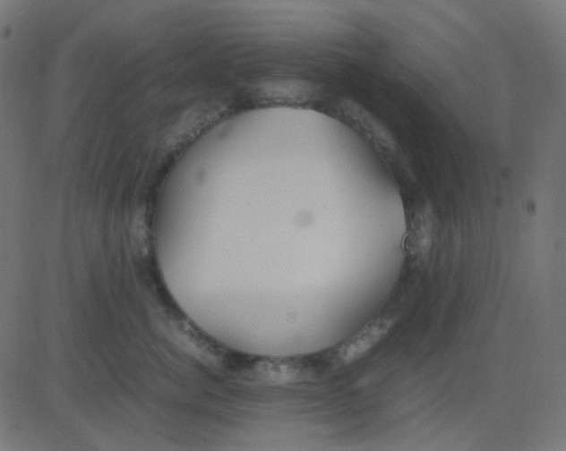 X0000081310764200702012334