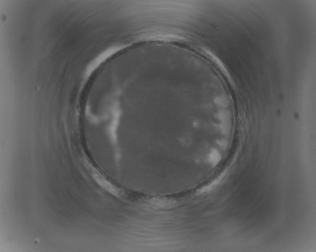 X0000081310779200702012333