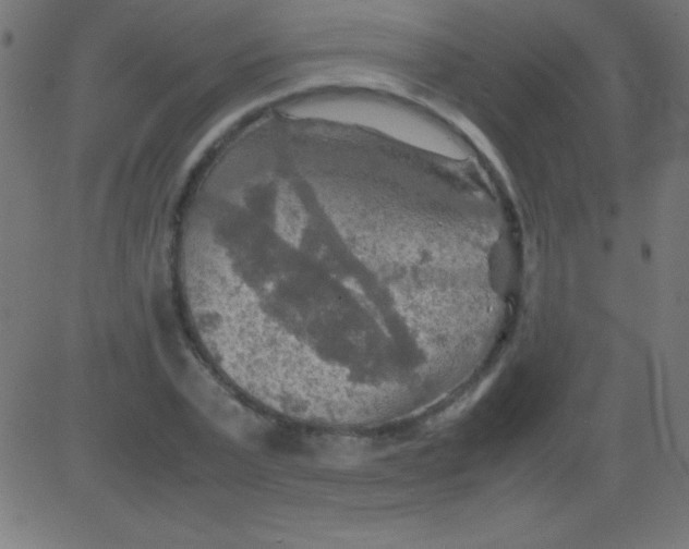 X0000081310783200702012333