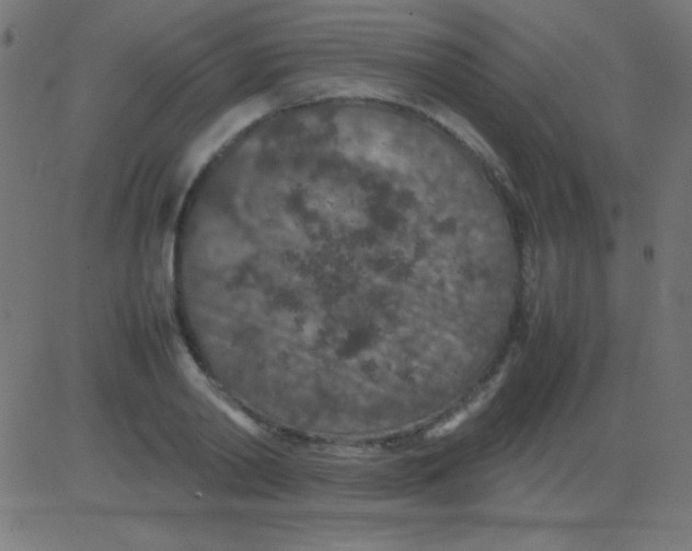 X0000081310790200702012333