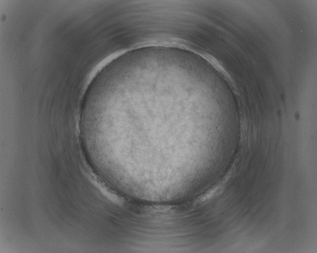 X0000081310846200702012332