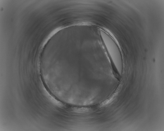 X0000081310851200702012332