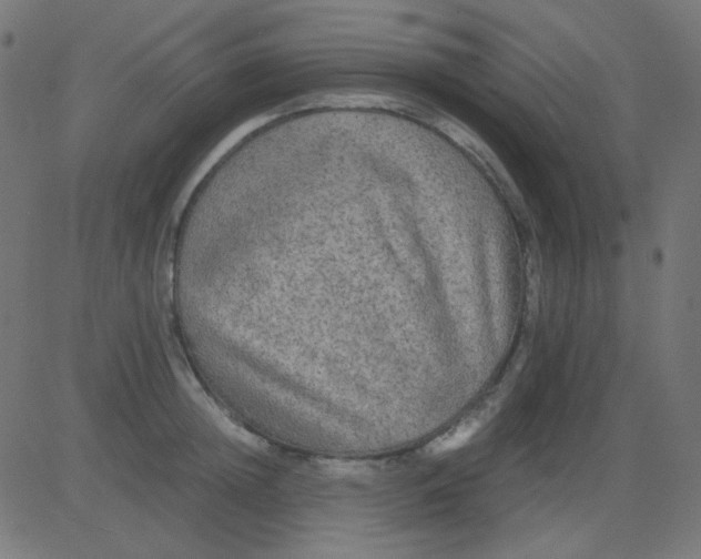 X0000081310852200702012332