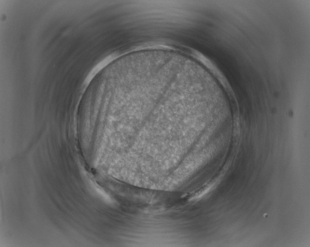 X0000081310858200702012332