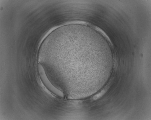 X0000081310860200702012332