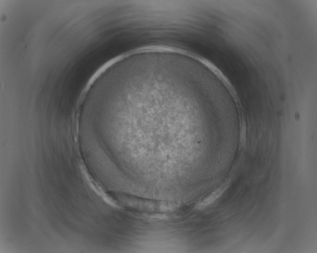 X0000081310862200702012333