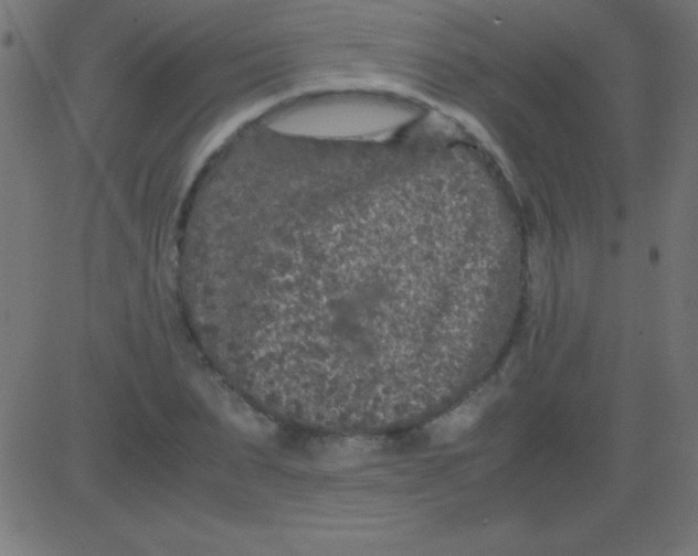 X0000081310879200702012332