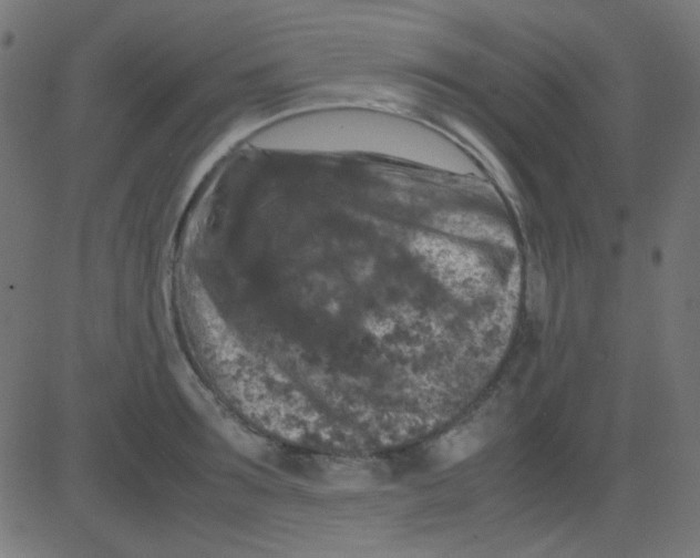 X0000081310899200702012331