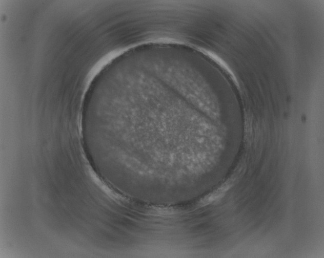 X0000081310935200702012331