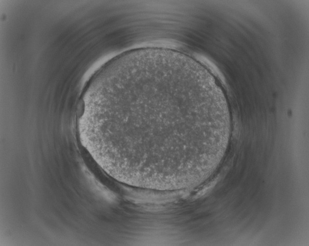 X0000081310952200702012331