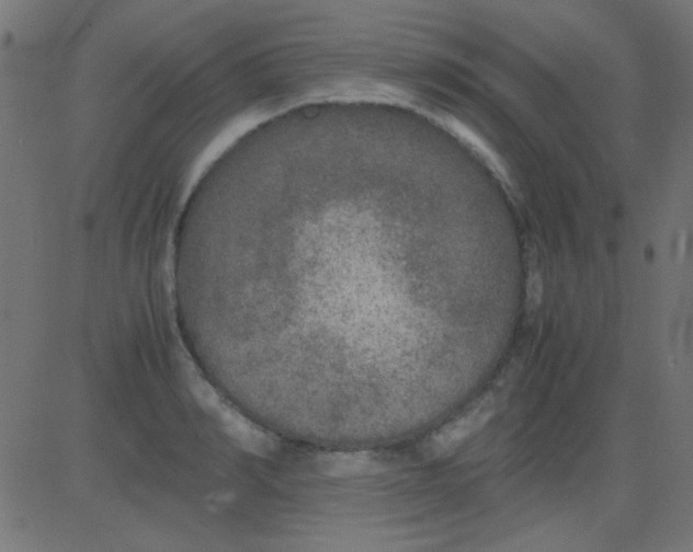 X0000081310990200702012330