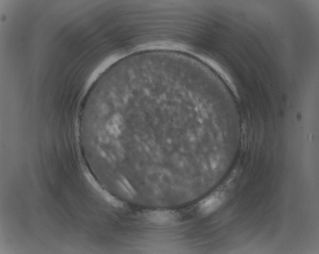 X0000081310998200702012330