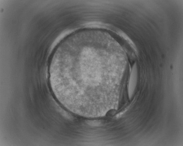 X0000081311376200702012323