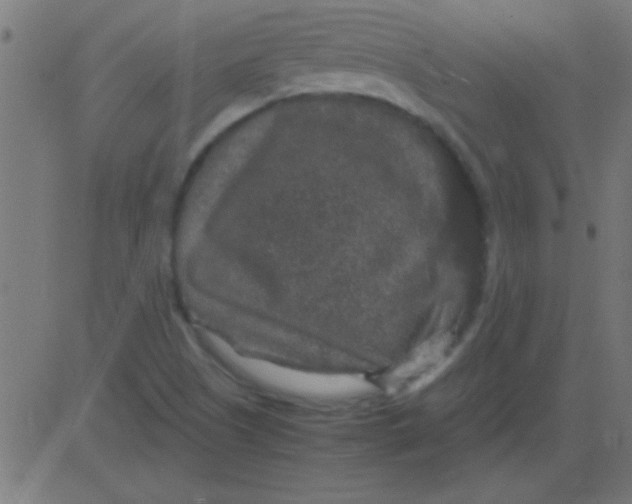 X0000081311505200702012321