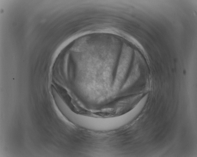 X0000081311528200702012321