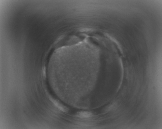 X0000081310067200702082121