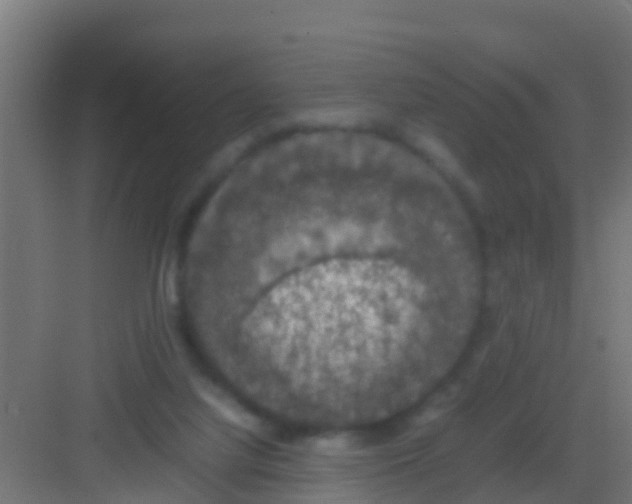 X0000081310068200702082121