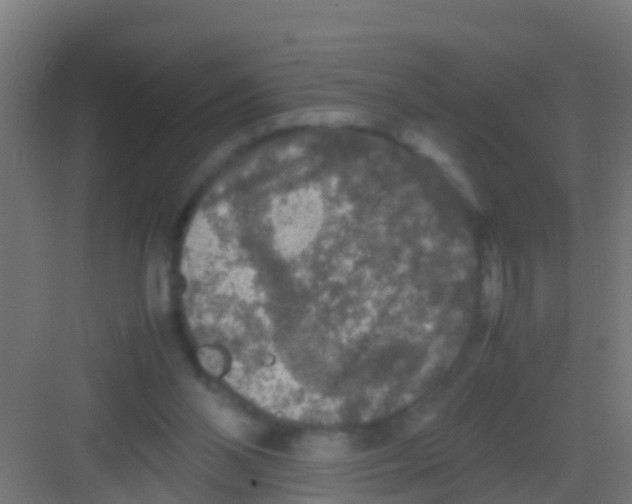 X0000081310110200702082120