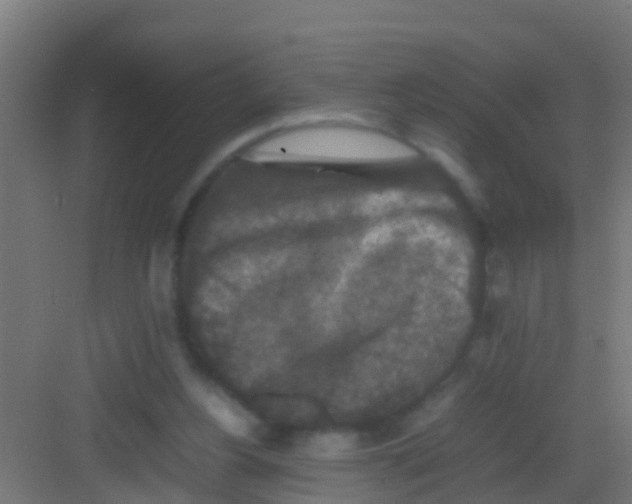 X0000081310156200702082119